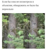 14 случаев, когда случайная маскировка была почти гениальной
