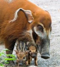 Свинья - иудейка.)