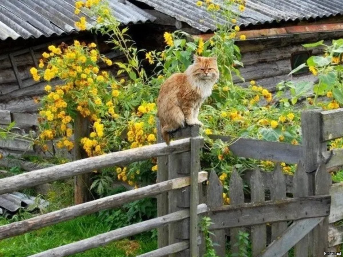 Кот в деревне