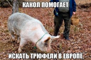 <<Как и много лет назад, в их роли выступают свиньи и собаки.>> 
Скоро список пополнится