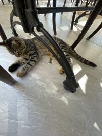 Милые и забавные фотографии, которые заставят вас влюбиться в ящериц