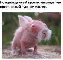 В момент создания этих удивительных существ мать-природа определённо была в ударе
