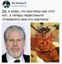 35 лучших бюджетных версий знаменитостей