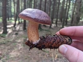 Лютый звездежь.