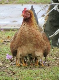 Сколько ног гуляло по двору?