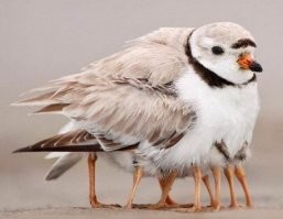 Сколько ног гуляло по двору?