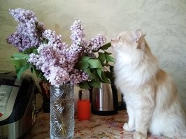 Офигеть! У меня, похоже, Чертановский изподвальный норвежский лесной кот! А что: Битцевский лесопарк совсем рядом.