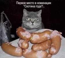 Йожика картинки. Выпуск 218