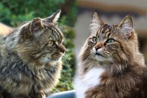 Автор, на фотографии норвежская кошка и сибирская. С какой стороны какая?