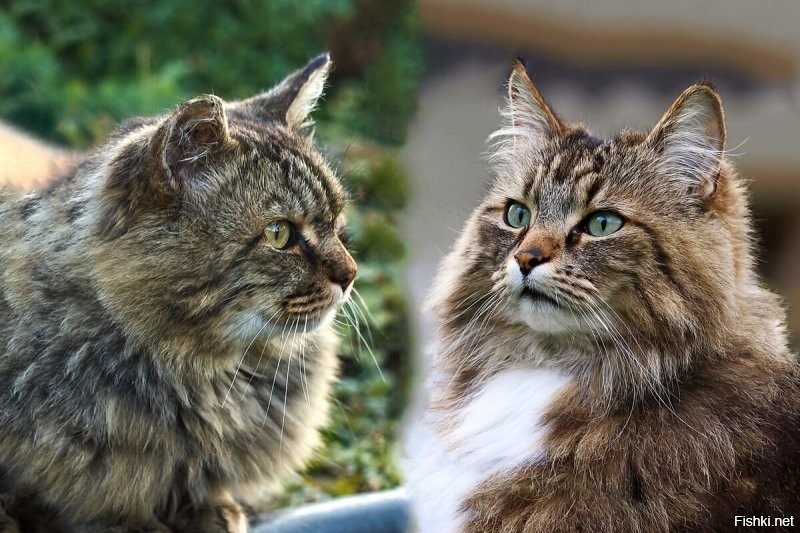 Автор, на фотографии норвежская кошка и сибирская. С какой стороны какая?