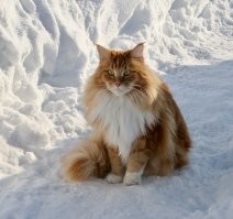 Зимой они очень обаятельные красавцы.