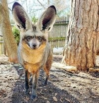 Когда нужно внедриться в крольчатник под прикрытием