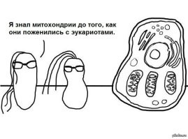 Подробная модель клетки человека