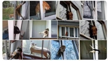 А вот такое открывание окна очень разумно, в таком окне не застрянет кот что, увы, происходит регулярно. Только нужно чтобы открывалось наружу.