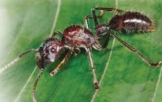 муравей пуля и другой муравей)