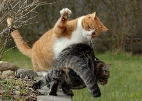 Йожика картинки. Выпуск 219