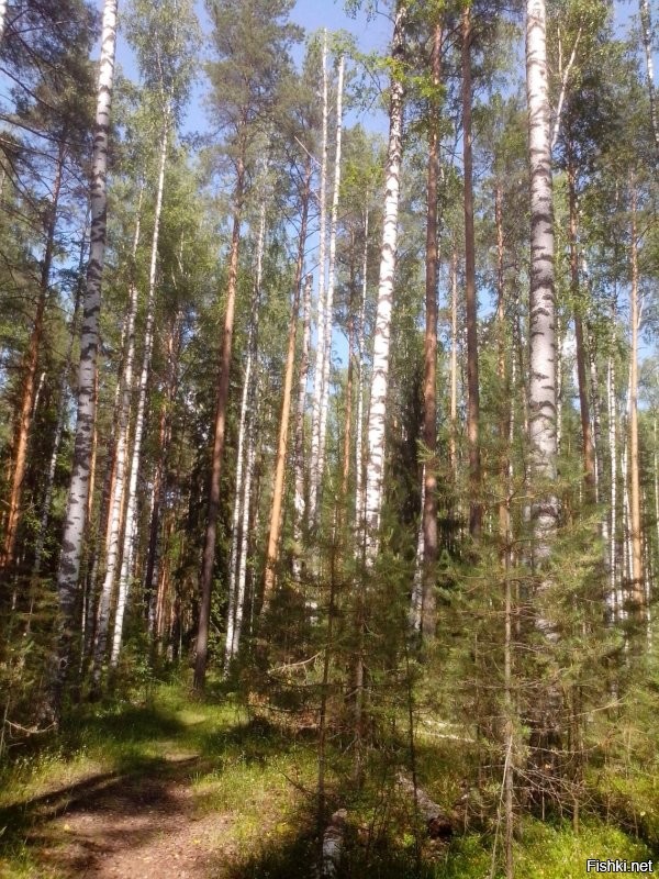 Идёшь с электрички к месту обитания и лучшего времени, наверно, не существует.