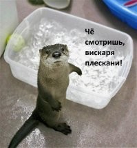 20+ снимков, сделанных в самый нужный момент