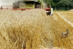 Бедные, бедные крольчата...