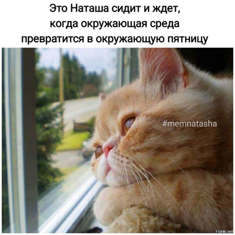 Солянка от 06.10.2022
