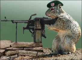 Порция позитива: белки, глядя на которых хочется улыбаться