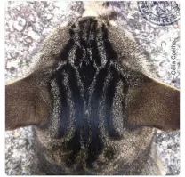 Это надо все эпизоды без переывов на поссать посмотреть, чтобы увидеть тут Вейдера.