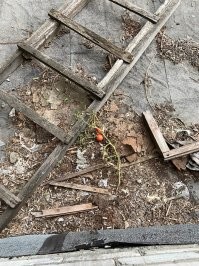 Помидор на крыше гаража