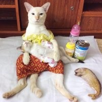 А эти за-то чисто домашние.