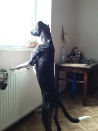 Две мои лапушки. Обе подобранки. Первые два фото Нора. Такая она к нам попала. А второе фото- такая она стройная красавица теперь. И Гера. Ей уже 11 лет. Она очень скромная, не любит фотаться.)))