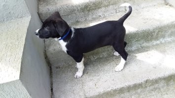 Две мои лапушки. Обе подобранки. Первые два фото Нора. Такая она к нам попала. А второе фото- такая она стройная красавица теперь. И Гера. Ей уже 11 лет. Она очень скромная, не любит фотаться.)))