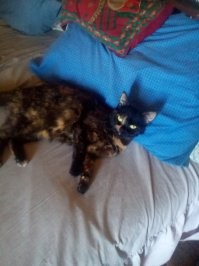 С детства был кошатником: подносил к окну ( первый этаж ): мам, возьмем? 
Родителей давно нет, последняя кошка прожила 19лет.  Жена сказала - больше я такого не переживу.
Потом... может ещё?...
Поехала на море с подругой,  приехала, - в доме котёнок ( спас от.. пи*в квартирантов )
сейчас этой "черепахе" 3,5 года, на другом боку "черепаха" ещё больше проявляется. 
Жена в неё влюбилась с первого взгляда, есть ревность...