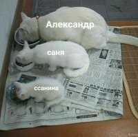 Скрины из соцсетей