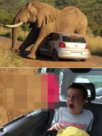 16 фотографий, на которых человек стал чуточку ближе к удивительным созданиям природы