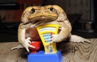 Я вчера у неё на рынке мясо покупал...