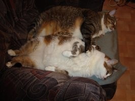 15 фото кошек и собак, которые больше не бездомные