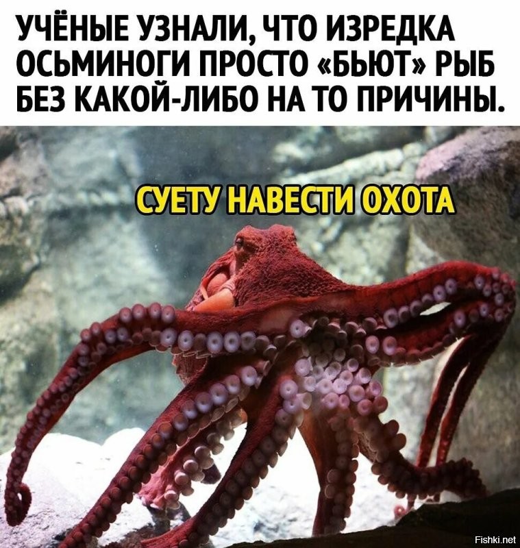 Солянка от 08.10.2022