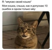 Агрессивные звуки шокировали Барсика