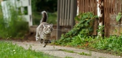 Когда пытаешься поймать Кот  , который напиИсал в прошлом месяце