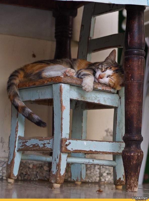 Шикует Ваш котяра однако , шикует