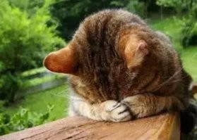 "Всем спокойной ночи"

Ночью котики заняты вообще-то. День - лучшее время для сна у них)