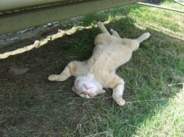 "Всем спокойной ночи"

Ночью котики заняты вообще-то. День - лучшее время для сна у них)