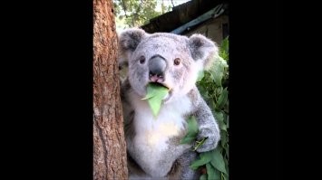 Нихрена себе, теперь даже поесть спокойно, чтобы тебя не пристрелили нельзя?