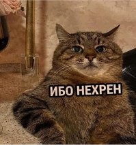 Кот "деактивировал" камеру видеонаблюдения