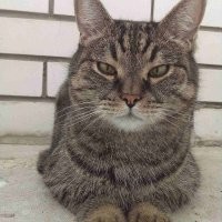 говорили мне, что кот немного похож на брита, но не вижу сходства. хотя кто же знает с кем дружила  его мама - обычная "дворянка", я такой окрас называю "помоечный") взяла из самой простецкой человече-кошачей семьи.. маленький был милый как и все котятки.. но рос, рос.. и вырос..вот в это... и других котеек рядом не терпит. а так хочется простого кошачьего тепла