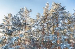 У нас тоже красивый вид на лес из двух комнат - зимой вообще сказочно! Но больше всего нам и нашим хвостам нравится, что к нам из леса прилетают разные птички :)