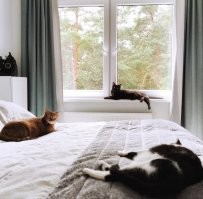 У нас тоже красивый вид на лес из двух комнат - зимой вообще сказочно! Но больше всего нам и нашим хвостам нравится, что к нам из леса прилетают разные птички :)