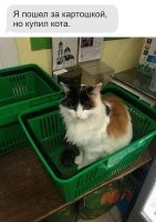 И тот бракованный. Это кошка.