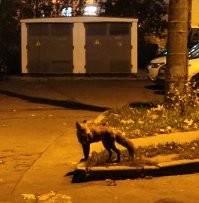 Красотульки!
А у нас в Марьино только такие иногда встречаются...