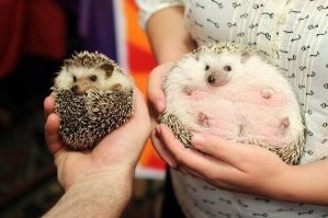 20 вещей, реальный размер которых можно понять только в сравнении