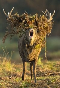 Не очень брутально: в брачный период благородный олень издаёт писк